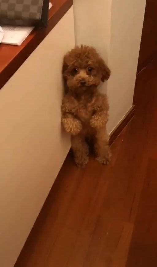 狗狗罚站视频:你家的泰迪犯错后会有哪些经典的反应？