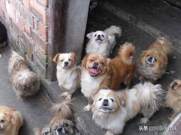 深圳狗狗:深圳所有犬只必须植入芯片，否则将视为无证养犬，你支持吗？