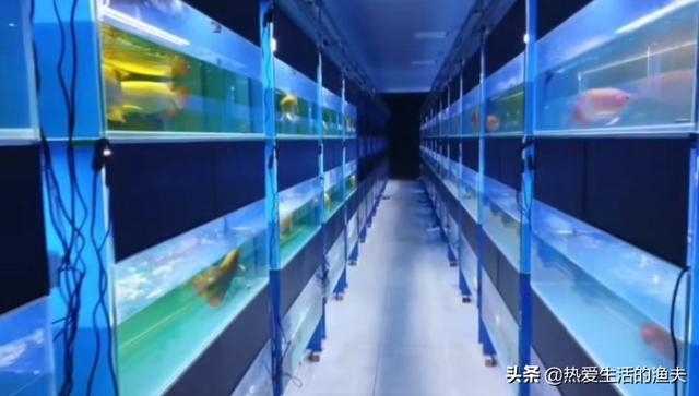 鱼缸水族箱养鱼知识:如何让鱼缸里的鱼不生病，怎么做？