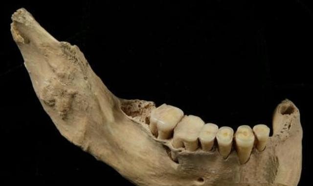2000万年前化石树:38亿年前的人骨化石已被发现，地球生物史到底是怎样的？
