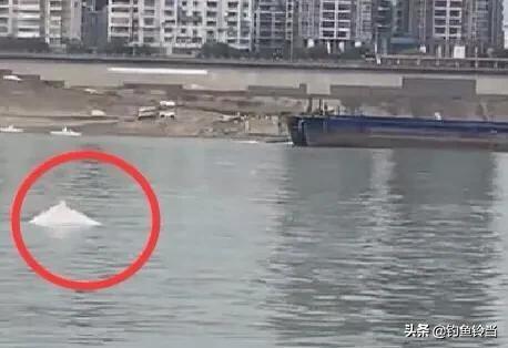 1400只海豚遭捕杀血染浅水湾，广西梧州鸳江大桥附近水域惊现白海豚，是什么原因