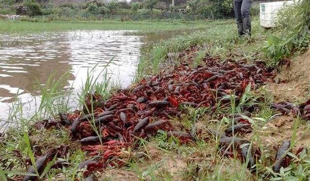 日本对虾养殖论坛:日本对虾养殖论坛 虾塘增氧机打起来水泡多怎样处理？
