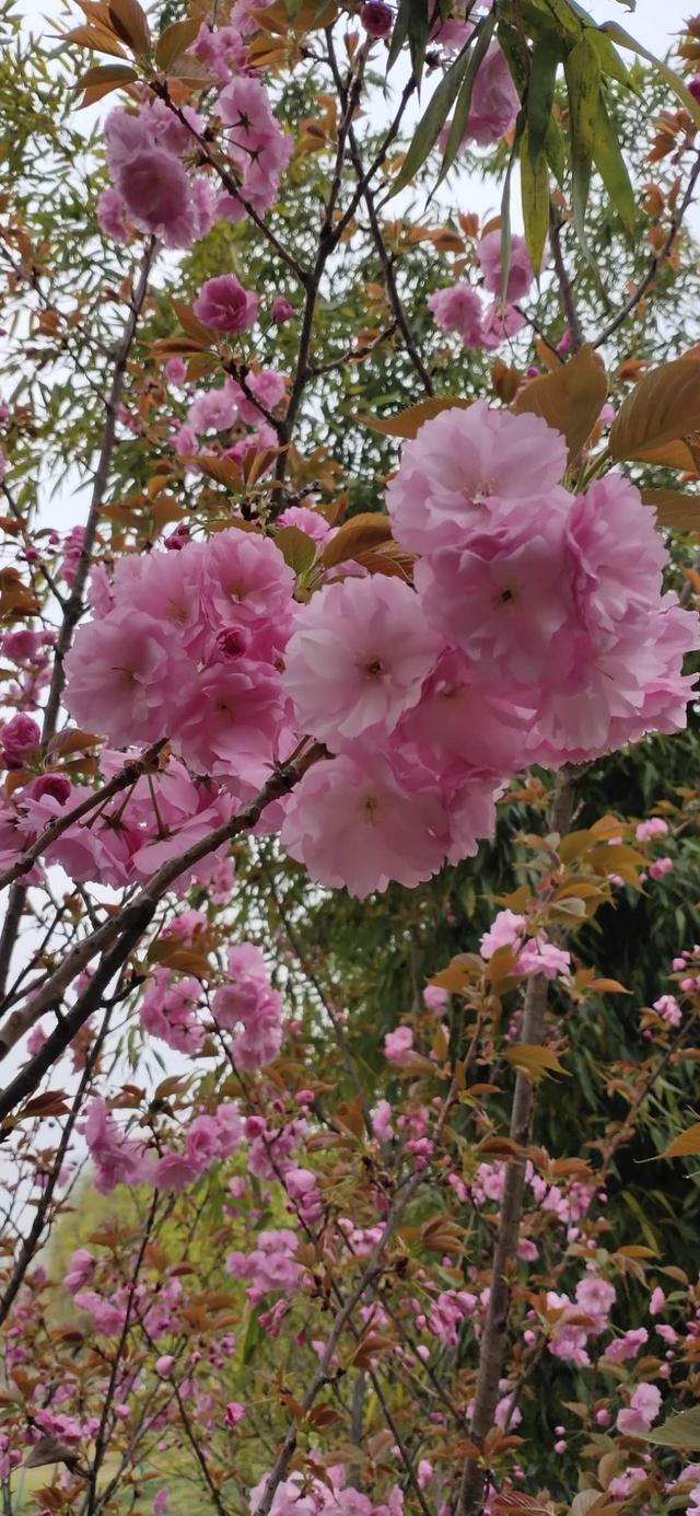 这个春季,你们家乡什么树开花了,能分享图片,视频或一段文字吗？