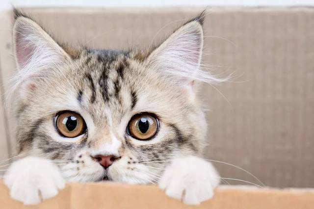 孩子和猫咪的图片大全:一岁的猫比一岁的小孩谁更聪明？