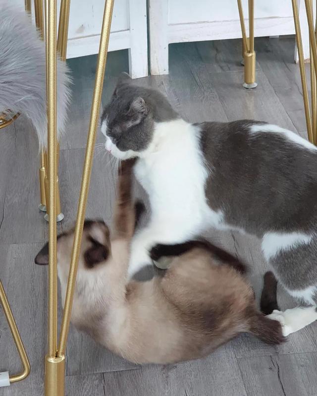 上海虐猫女:如何看待上海一男子虐杀流浪猫：摔打、踢飞、扔进垃圾桶的行为？
