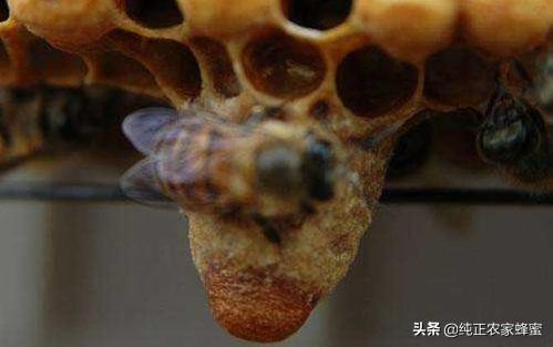 有分蜂热蜂群的王不能用了吗？