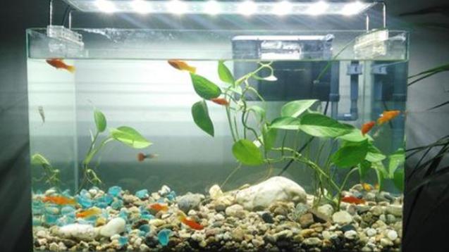 图文 鱼缸养什么花好 栽上4种水生植物 佛性 管理也能美翻天 大鱼缸上放置水培花草 Www Ihua5 Cn