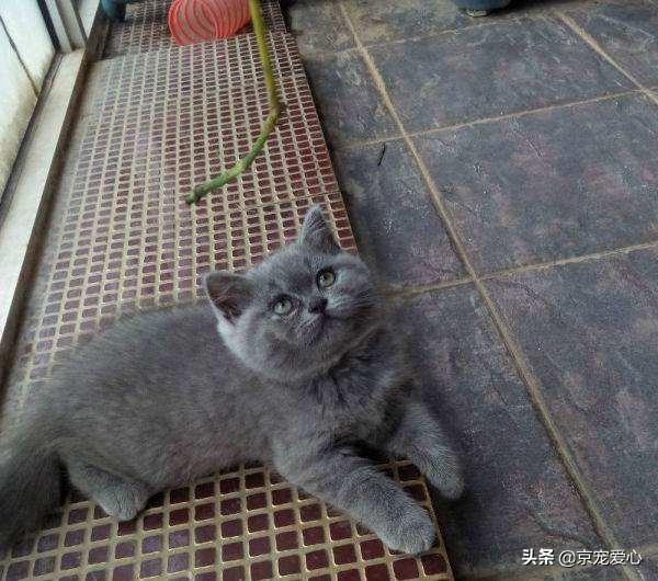 英国短毛猫和蓝猫图:养猫的话，英短和小蓝猫哪个好？