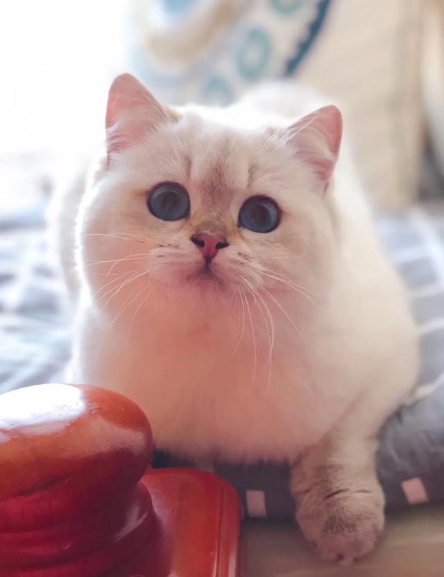 宠物用品专卖店的研究意义:只做猫和猫用品的宠物店能生存吗，怎么经营？