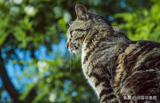 你什么时候被猫的智商震惊了？插图9