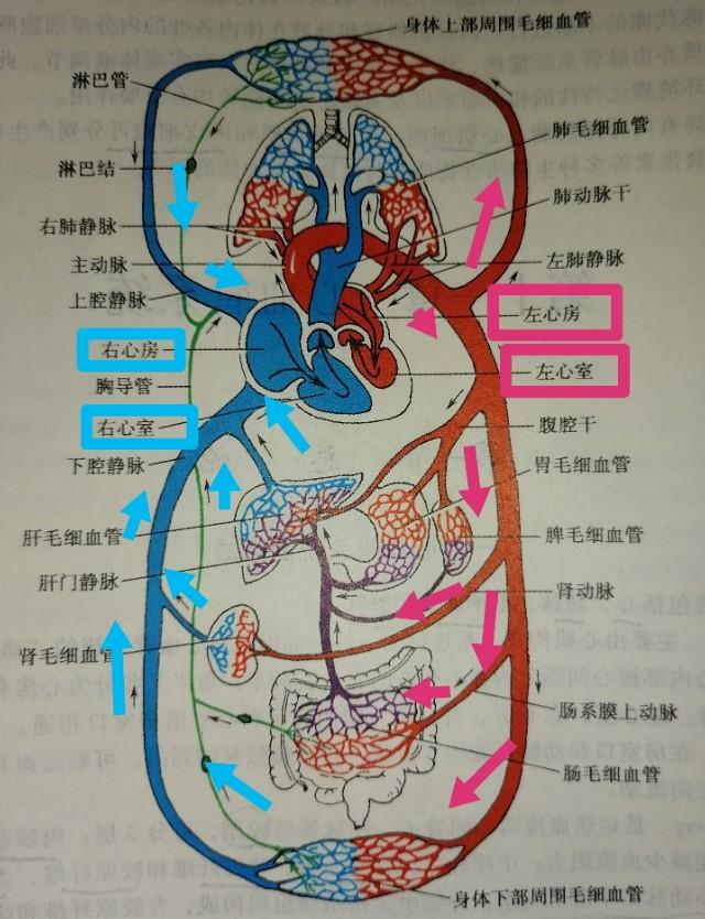 心率变异性怎么解读，什么叫“窦性心律”？会影响身体吗？