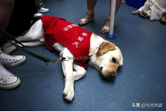 导肓犬小qip电影儿童版:当你老了以后，老伴、子女、金钱三者中最可靠的是哪个？