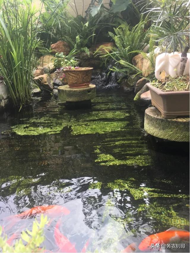水生动物隔离池:庭院小鱼池流水养鱼要过滤吗？