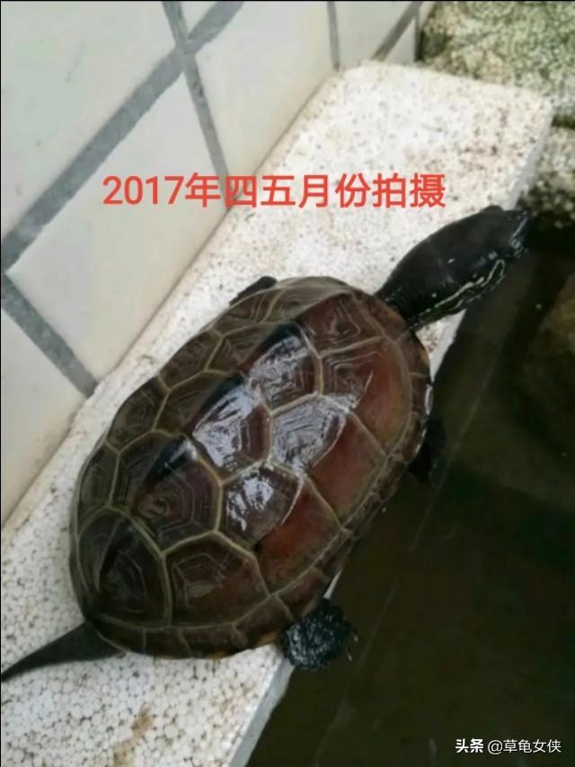 广东草龟龟苗图:新手养草龟34厘米的好活吗？