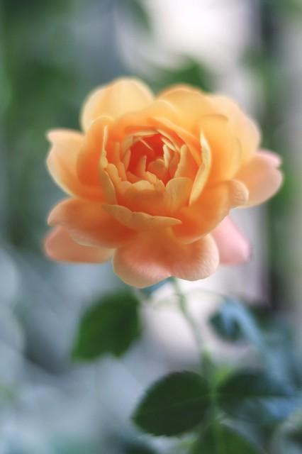 月季花品种介绍:月季花的品种都有哪些 盆栽月季花用什么品种好？