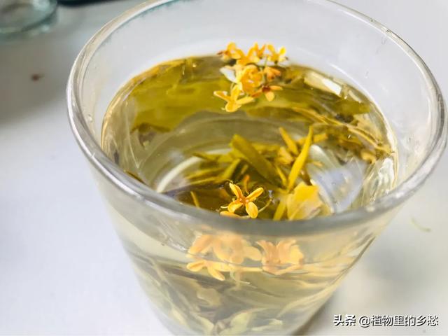 哪些茶适合煮哪些茶适合泡,泡什么茶叶招待客人最好？