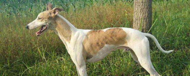养比特狗好吗:美国比特犬咬萨摩，砖头砸烂都不松口，比特犬该不该禁养？
