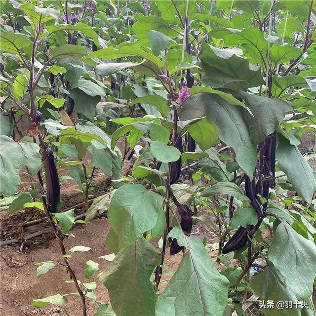 南方种植茄子什么季节种合适,白粉病怎样防治？