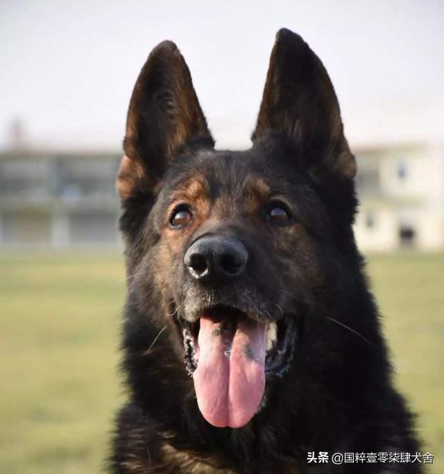 昆明犬图片:昆明犬与东德牧羊犬哪个好？为什么？