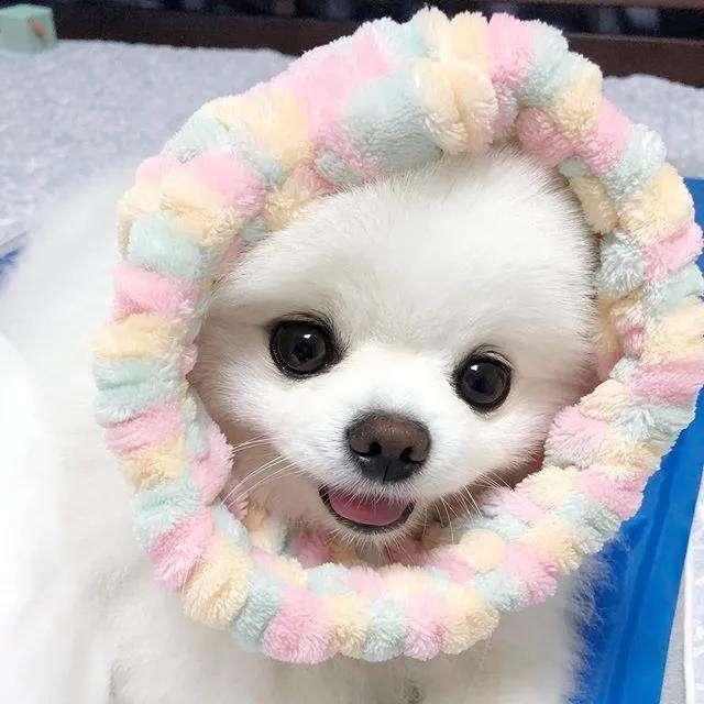 俊介犬是什么犬:博美犬为什么这么受欢迎？养它有什么好处吗？