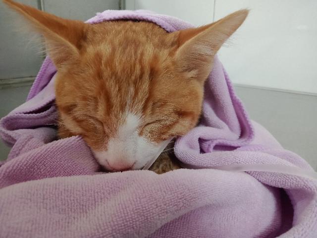 猫一直尿床怎么办:猫咪尿床以后怎么去除味道？