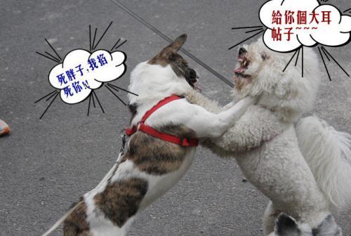 如何破解状若疯虎的王八拳