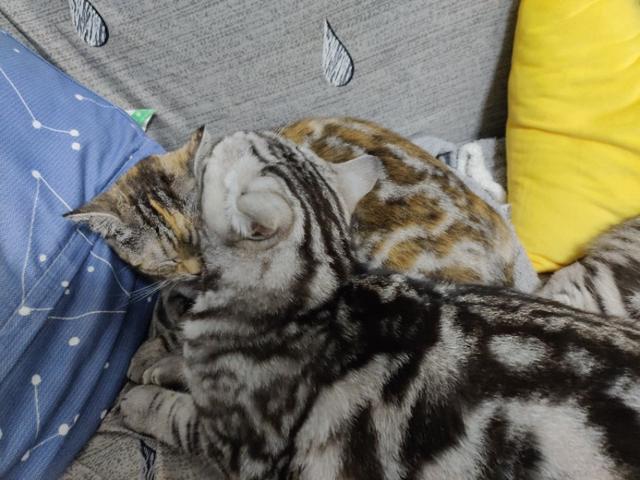 英短蓝猫幼猫怎么养:养了蓝猫三个月却不让抱，是怎么回事？
