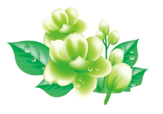 非洲茉莉为什么黄叶:灰莉叶子发黄发蔫是怎么了？