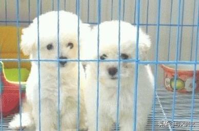 小狗饲养手册:宠物狗应该怎样养才最合适？