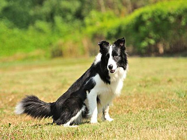 德国大丹犬:世界上最可怕的四种狼犬是哪四种有何依据