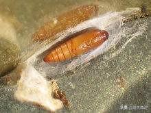 蜂鸟鹰蛾幼虫图片:您知道这是什么虫吗？偶然发现的？