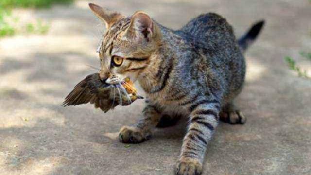 小鸟与饿猫动漫:猫咪如果放生在野外，能吃什么呢？