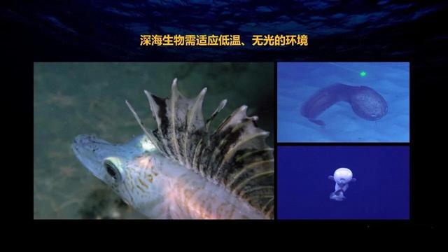 深海狮子鱼:下潜11034米深的马里亚纳海沟，科学家到底发现了什么生物？