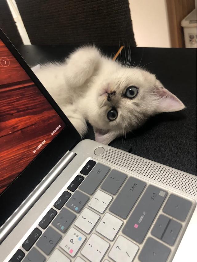小编终于可以养猫了,养什么品种的猫好,不要太贵,最好说一下价格？
