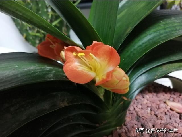 君子兰开花前的迹象有几个 爱花草的幽兰的回答 头条问答