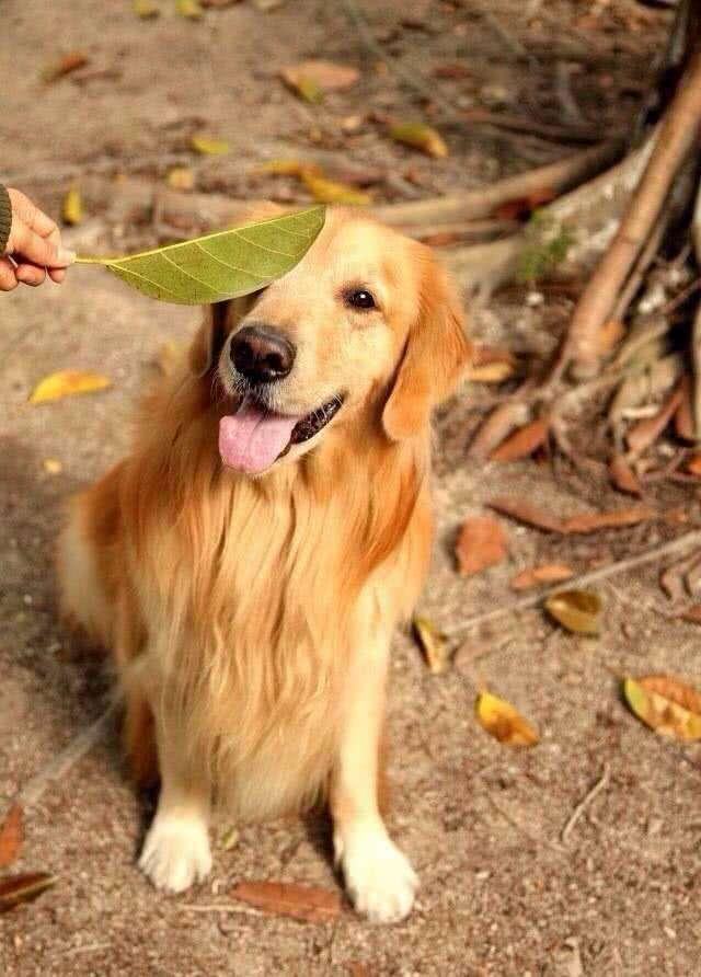 拉布拉多猎犬金毛:拉布拉多和金色猎犬 急问，想养条狗，是金毛还是拉布拉多适合呢？家有两个男孩十岁？