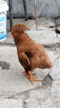 搞笑动态图GIF：这鸡应该是得了腰椎间盘突出了！