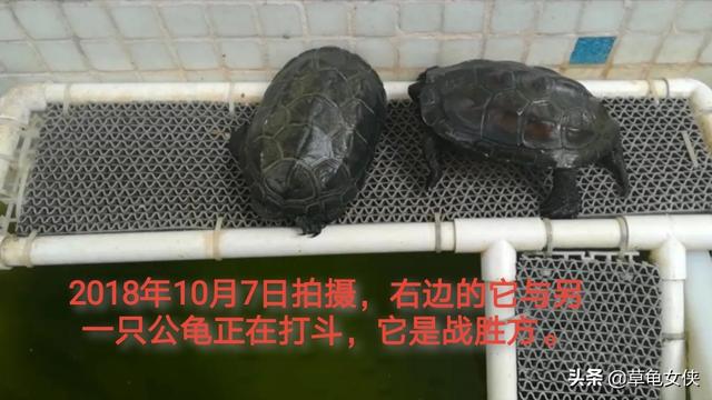 广东草龟龟苗图:新手养草龟34厘米的好活吗？