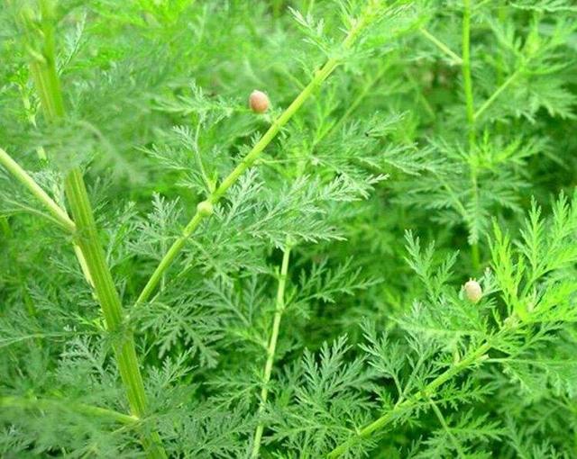 你认识茵陈吗?什么时候采茵陈?-图5