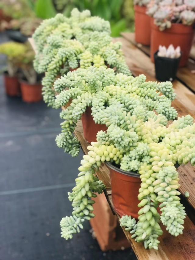 多肉景天科长生草属有哪些植物:这是什么品种的多肉植物？