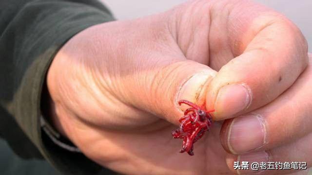 可以钓鱼红虫怎么养:红虫钓饵一年到头都可以用吗？