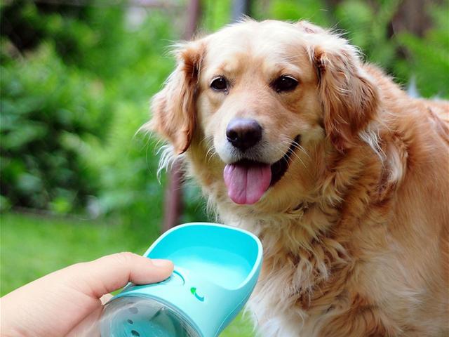 狗喝水慢动作图:炎炎夏日，怎样才能让狗狗多喝水？