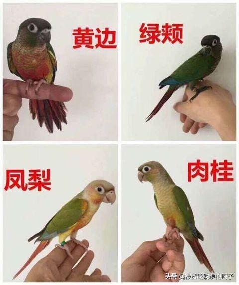 鲜红胸鹦鹉价格:1900元买两只鹦鹉小太阳贵吗？