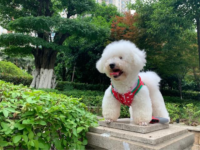 头条问答 比熊犬三个月大可以全身剃毛吗 15个回答