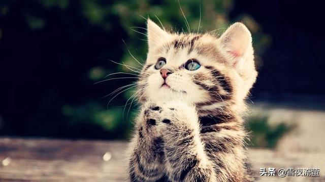 养猫记 by angelo:你相信养猫会变穷么？养猫人的噩梦，从此节操是路人？