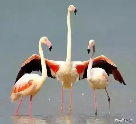 你能为天下的母亲写首赞美诗吗？