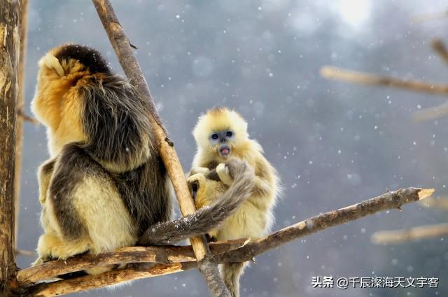 驴头狼真的存在吗，“驴头狼”已灭绝50万年，却又出现在神农架地区，这警示着什么