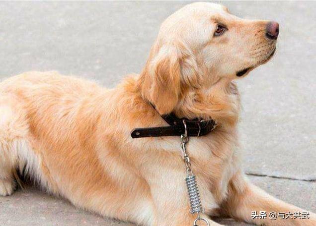 和狗狗:孩子和狗狗一起养，将来能与人合群吗？
