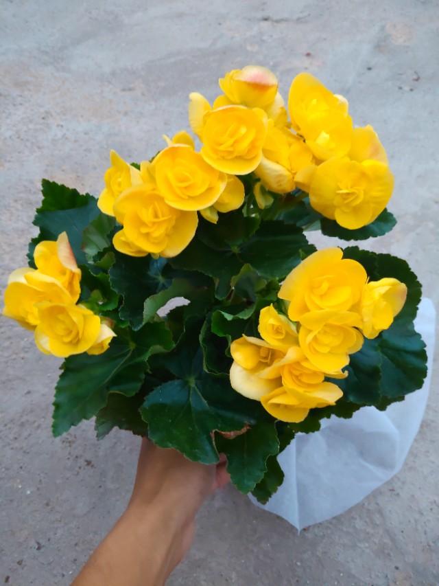 蝴蝶花图片:没有根的蝴蝶花种在土里，可以活吗？