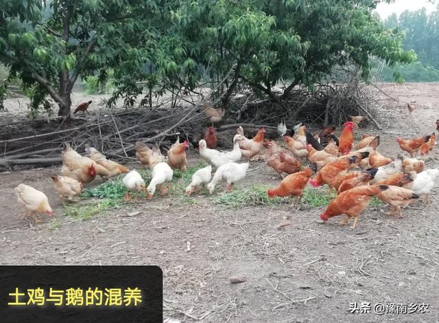 野猫驯养法txt资源:Minecraft我的世界野猫怎么驯服？